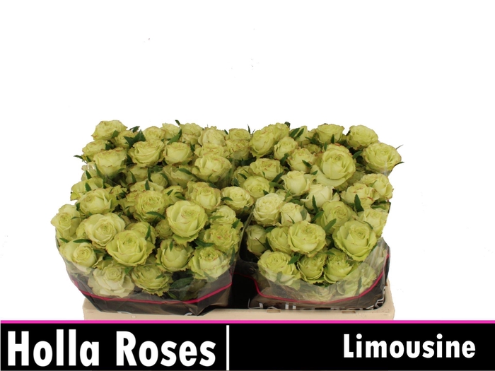 <h4>ROSA TR 'LIMOUSINE'</h4>