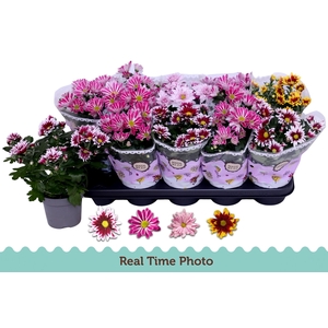 Chrys Gem 2 Kl Bloem