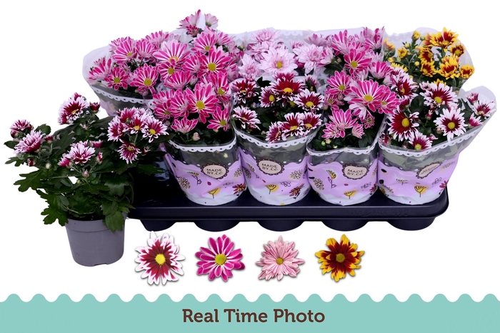 <h4>Chrys Gem 2 Kl Bloem</h4>