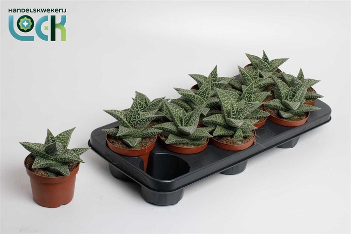 <h4>Gasteraloe 'Aveo'</h4>