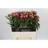 Paeonia Dr A Fleming