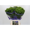 Trachelium Jade