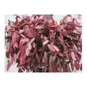 CHASMANTHIUM DARK CERISE