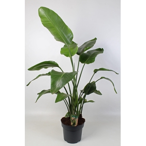 Strelitzia nicolai 27 cm 4 pp
