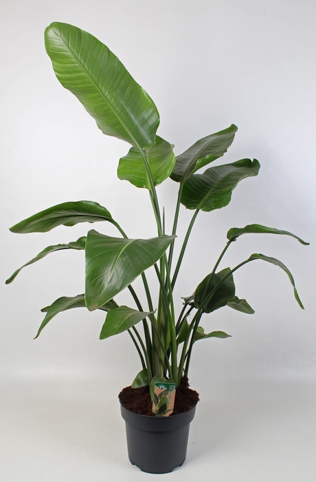 <h4>Strelitzia nicolai 27 cm 4 pp</h4>