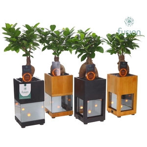 Houten LED planter met vlam met Ginseng