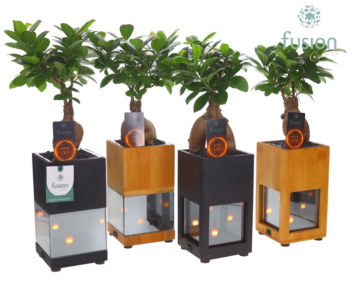<h4>Houten LED planter met vlam met Ginseng</h4>