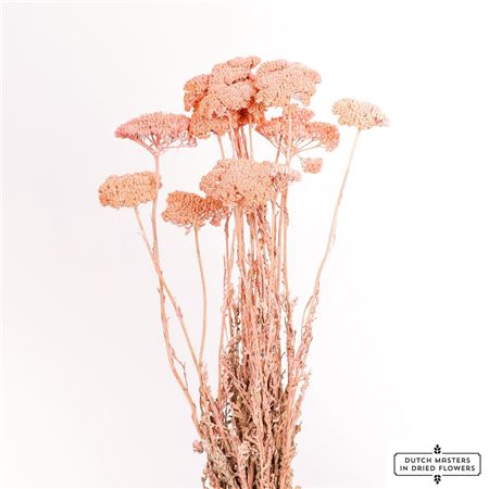 Dried Achillea X5 Frosted Light Pink Bunch