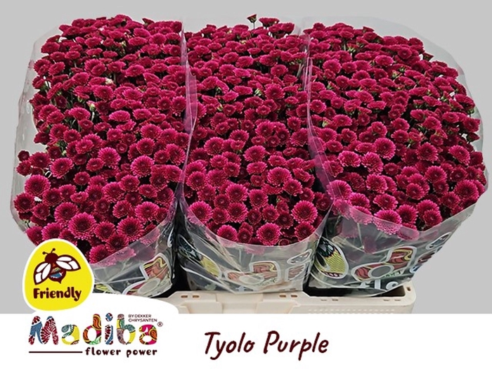 <h4>Chr San Madiba Purple Tyolo</h4>