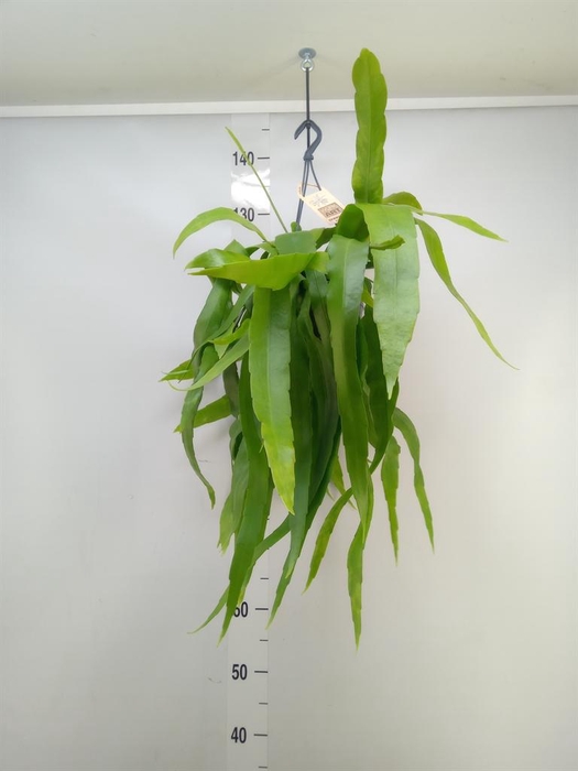 <h4>Epiphyllum   ...</h4>