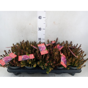 Erica carnea 'Winter Ladies Sarah'