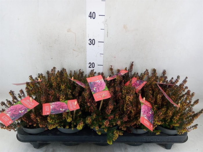 <h4>Erica carnea 'Winter Ladies Sarah'</h4>