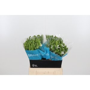 Ornithogalum T Mount Fuji