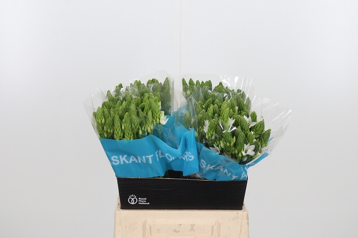 <h4>Ornithogalum T Mount Fuji</h4>