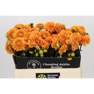 Dahlia Sylvia