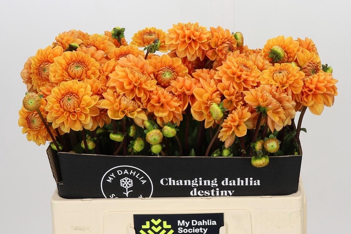 <h4>Dahlia Sylvia</h4>