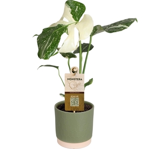 MONSTERA DEL VARIEGA