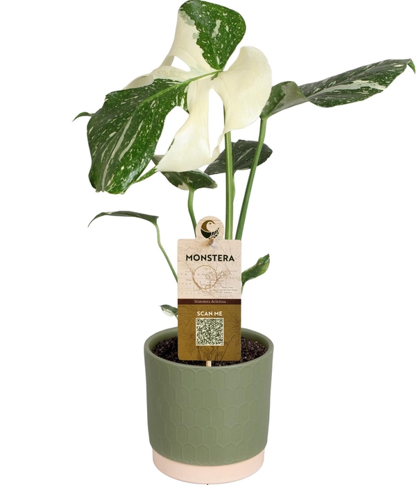 <h4>MONSTERA DEL VARIEGA</h4>