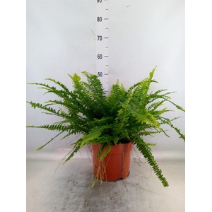 Nephrolepis exal. 'Green Lady'