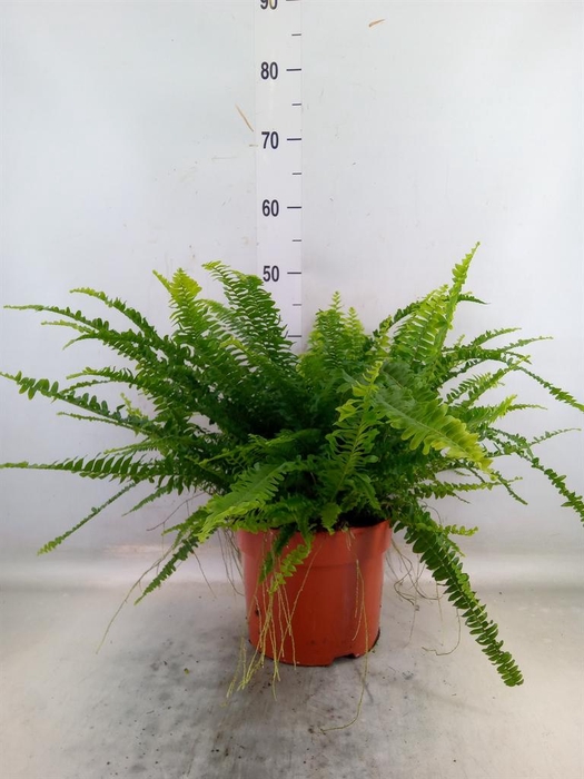 <h4>Nephrolepis exal. 'Green Lady'</h4>