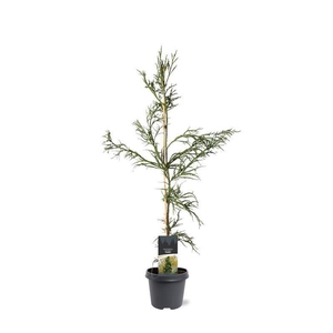 Cryptomeria Rasen