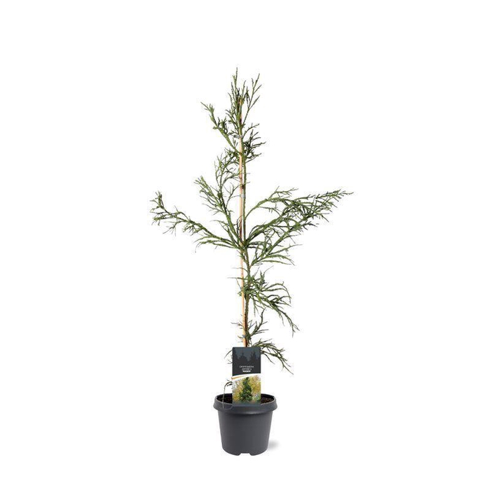 <h4>Cryptomeria Rasen</h4>