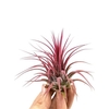 Tillandsia Ionantha Mix X20