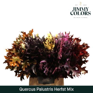 Quercus Palustris L50 Klbh. herfst mix