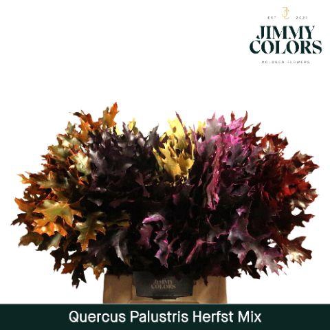 <h4>Quercus Palustris L50 Klbh. herfst mix</h4>