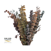 Dried Bleached Eucalyptus Populus Autumn