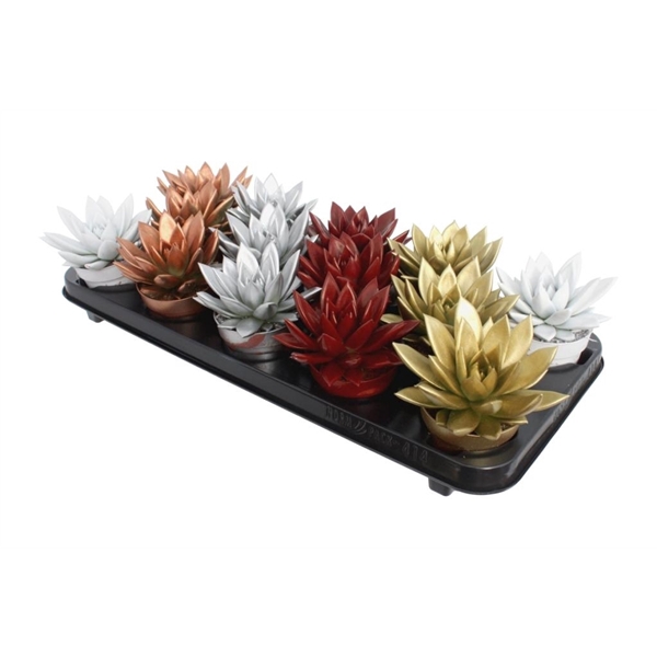 <h4>Echeveria coloured Xmas mix</h4>