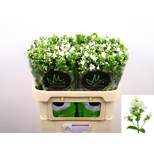 Phlox P Icecap