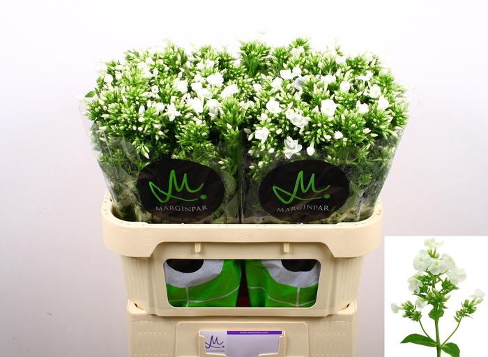 <h4>Phlox P Icecap</h4>