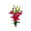 LIRIO ROSELILY DALINDA 080 CM DOBRADO HT 3/5 FLS PINK