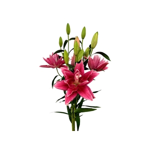 LIRIO ROSELILY DALINDA 080 CM DOBRADO HT 3/5 FLS PINK