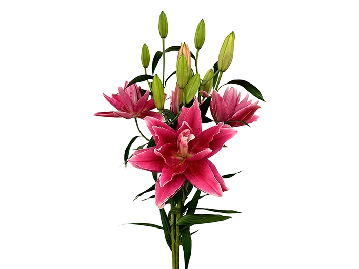 <h4>LIRIO ROSELILY DALINDA 080 CM DOBRADO HT 3/5 FLS PINK</h4>
