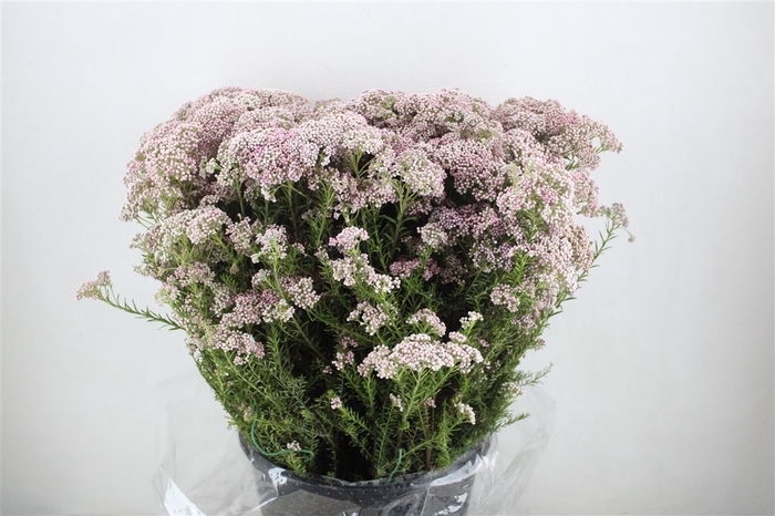 <h4>Rice Flower Pink P Bunch</h4>