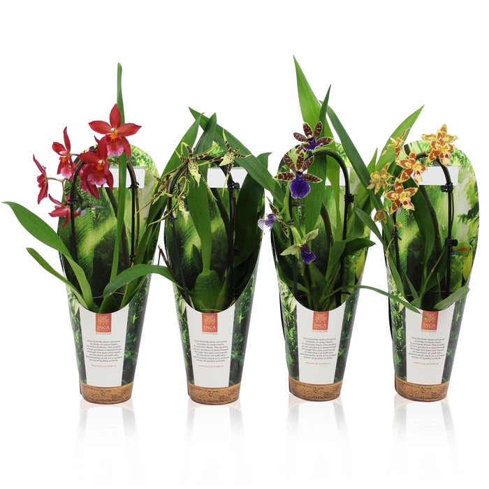 <h4>Inca Orchid mix Cascade 9cm luxury jungle cover</h4>