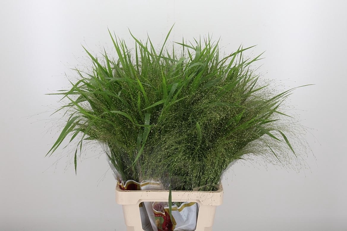 <h4>Panicum Fountain</h4>