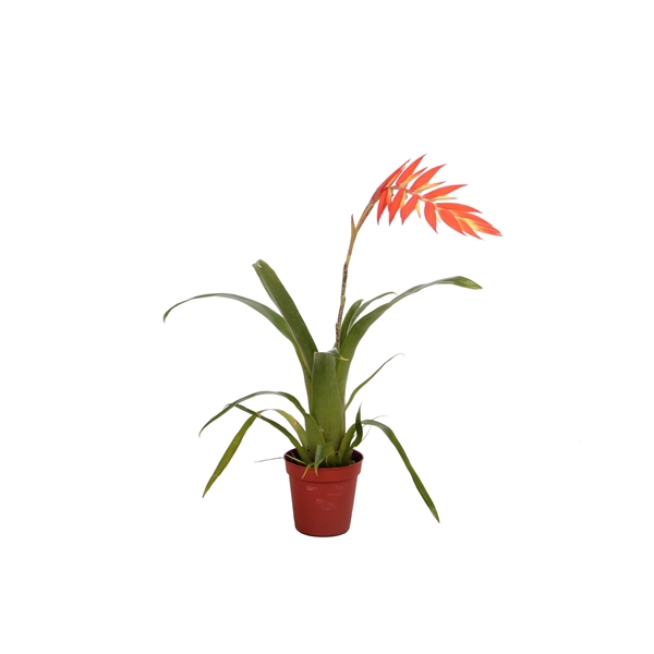 <h4>Tillandsia Dyeriana</h4>