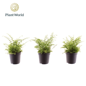 Nephrolepis Green Fantasy