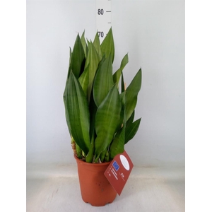 Sansevieria trifa. 'Moonshine'