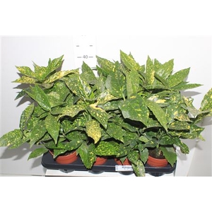 Aucuba J Variegata