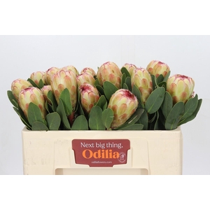 Protea Grandicolor