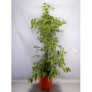 Ficus benja. 'Golden King'
