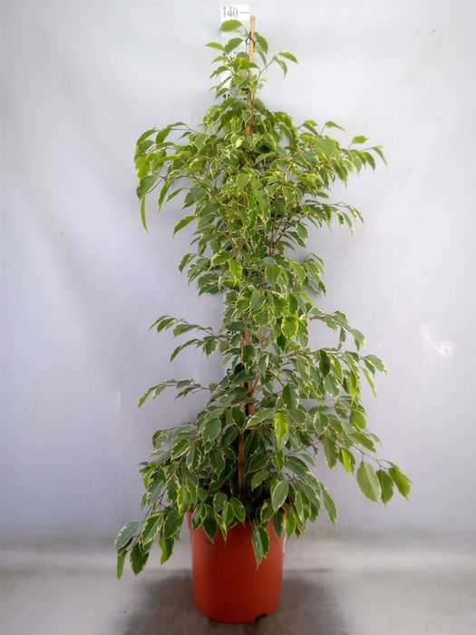 <h4>Ficus benja. 'Golden King'</h4>