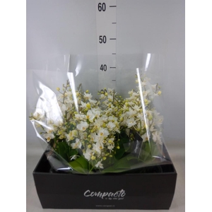 Phalaenopsis multi. 'Cream Punch'