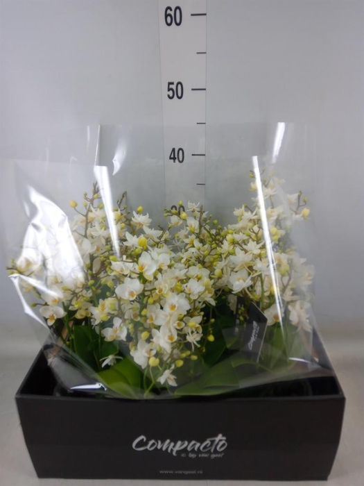 <h4>Phalaenopsis multi. 'Cream Punch'</h4>