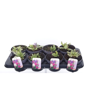 Primula denticulata mix