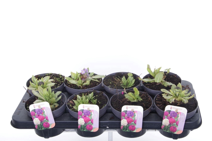 <h4>Primula denticulata mix</h4>